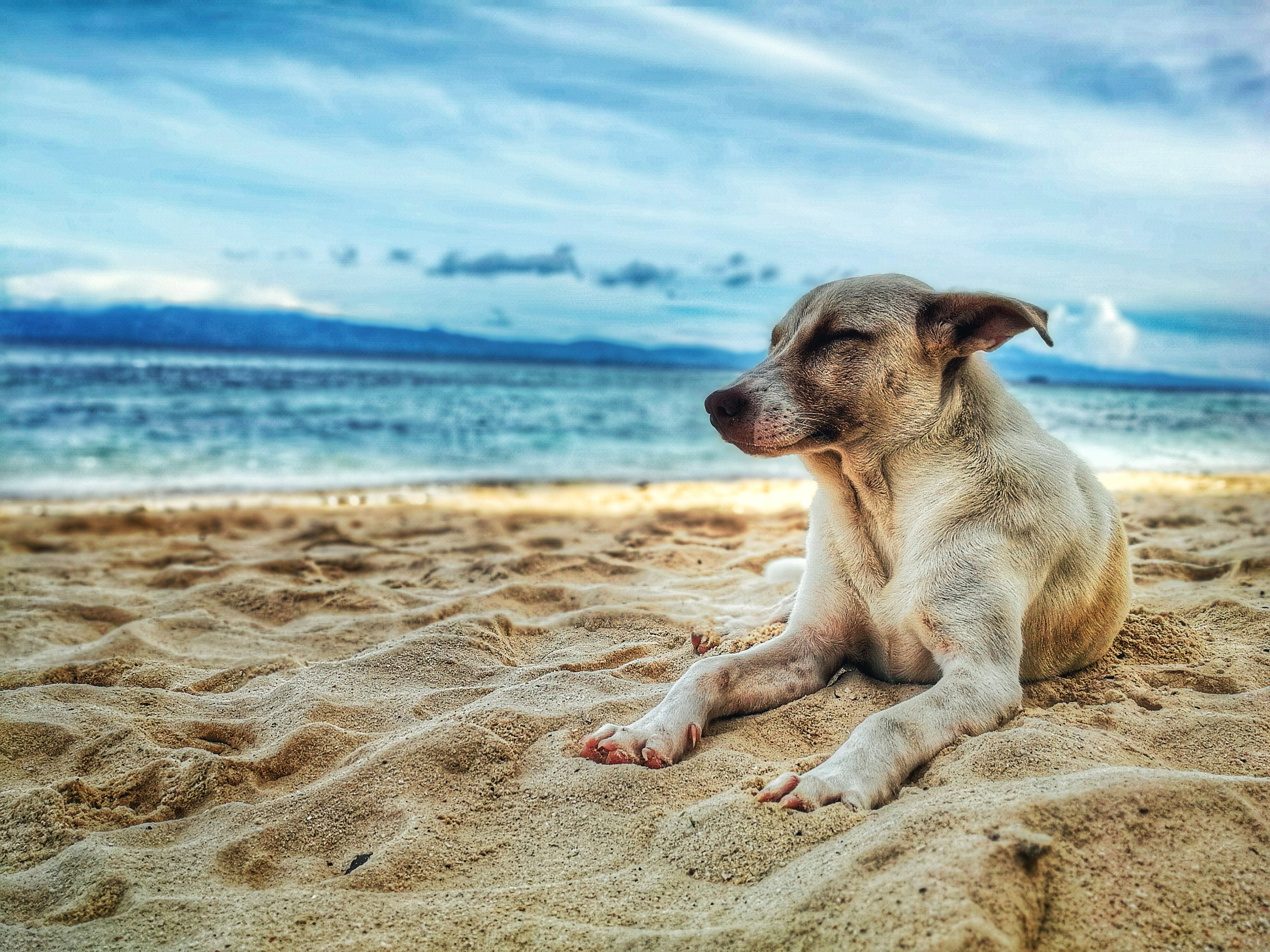 adorable-animal-beach-928449 adorable-animal-beach-928449
